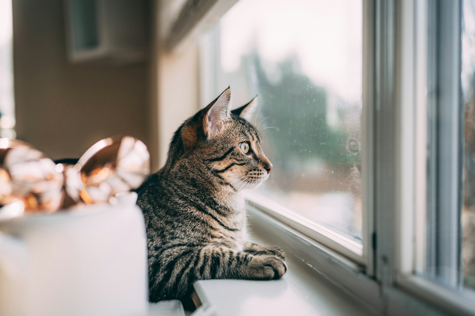 Cat looking out window - Home Aluminium Windows & Grilles Singapore