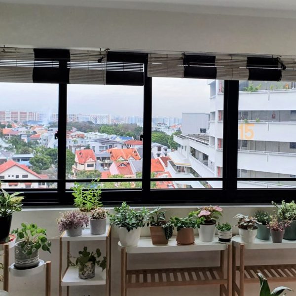 windows plants corner